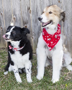 Sophie and Marcie fence Sophie and Marcie fence